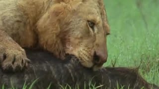 Lion Pride vs Buffalo  BBC Earth [upl. by Anenahs739]