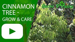 Cinnamon tree  growing amp care [upl. by Warenne]