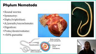 Phylum Nematoda [upl. by Ettenyl]