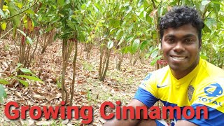 Growing Cinnamon  Cinnamon Cultivation [upl. by Sydalg741]