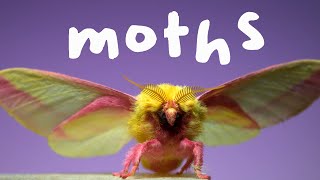 7 Spectacular Moths in Slow Motion [upl. by Einahpats]