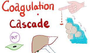 The Coagulation Cascade  Intrinsic amp Extrinsic Most COMPREHENSIVE Explanation  Hematology [upl. by Tyrrell]