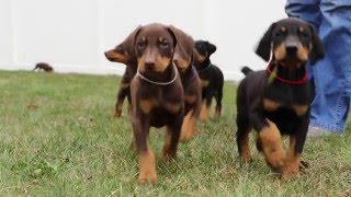 6 week old Doberman puppies [upl. by Malchy859]