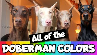 All the Doberman Colors That Exist [upl. by Louanna928]