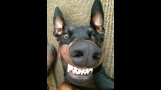 50 MINUTES OF DOBERMAN funny doberman videos [upl. by Arat]