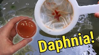 How I Culture Daphnia In Outdoor Tubs [upl. by Gilbertson740]