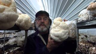 Paul Stamets with Lions Mane [upl. by Gustave]