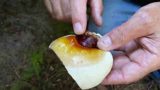 Foraging and Cooking Ganoderma oregonense with Paul Stamets [upl. by Odelinda]