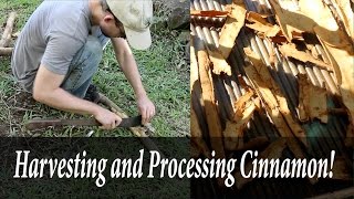 Harvesting and Processing Cinnamon [upl. by Rehpotsihc]