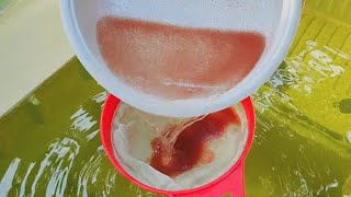 How to culture daphnia  Daphnia culture  How to grow daphnia outdoor [upl. by Onirotciv]