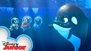 Under the Antarctic Lights  Puppy Dog Pals  disneyjr [upl. by Hildick812]