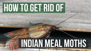 How to Get Rid of Indian Meal Moths 4 Easy Steps [upl. by Nagar998]