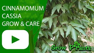 Cinnamomum cassia  grow amp care Cinnamomum aromaticum [upl. by Lonny]