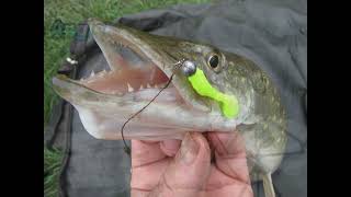 Ultralite Fishing for Pike and Perch on the Shropshire Union Canal [upl. by Oal]