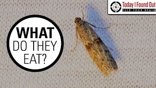 The Truth About Clothes Moths [upl. by Tterb]