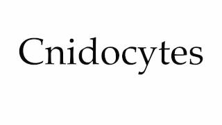 How to Pronounce Cnidocytes [upl. by Spanos692]