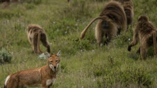 Are Baboons Domesticating These Wolves [upl. by Anelhtac702]