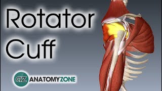 Shoulder Arthroscopy  Rotator Cuff Repair [upl. by Alekat]