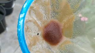 How to culture daphnia moina in a small container Part 1 English Subtitle [upl. by Airbmat]