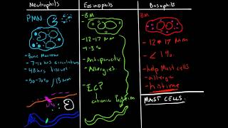 Immunology  Granulocytes Function Neutrophils Basophils Eosinophils [upl. by Nareik]