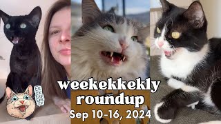 ekekekkekkek compilation  Cats Chirping amp Chattering Weekly Roundup Sep 1016 2024 [upl. by Elletnohs]