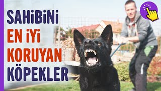 Sahibini en iyi koruyan köpekler  Hayvanlar Alemi  İlginç bilgiler  Aklında olsun [upl. by Nolie]