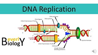 DNA replication [upl. by Mayberry]