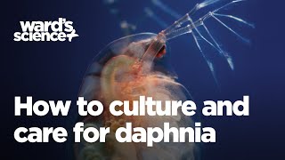 How to Culture and Care for Daphnia [upl. by Lhamaj]