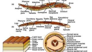 Phylum Nematoda Part 1 Notes [upl. by Dranek]