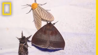 Why Moths are Obsessed with Lamps  National Geographic [upl. by Enida]