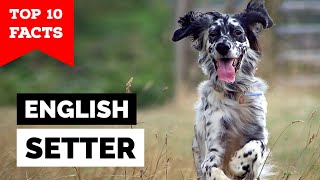 English Setter  Top 10 Facts [upl. by Yderf359]