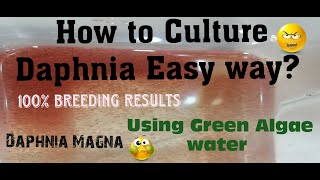 Daphnia MagnaHow to Culture Daphnia Easy wayCulturing Daphnia using Green water Daphnia [upl. by Itsirk2]