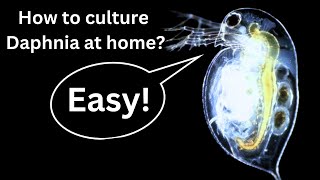 BEST Live Fish Food Beginner guide How to Culture Daphnia at home [upl. by Hubey]