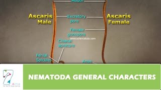 NEMATODA GENERAL CHARACTERS [upl. by Zina]