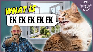 Cat Daddy Dictionary What is Cat Chattering [upl. by Eenaffit]