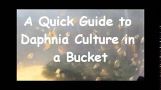 How to culture daphnia outside [upl. by Blondy]