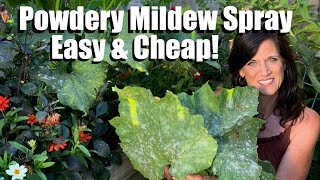 Easy Inexpensive Powdery Mildew Spray for Squash amp Cucumbers Prune Leaves to Keep Production Going [upl. by Amaral995]