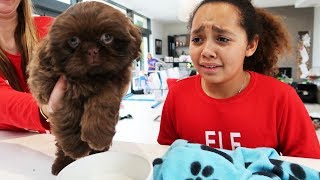 TIANA CRIED CHRISTMAS PUPPY SURPRISE [upl. by Ralph]