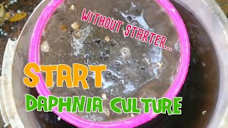 How to culture daphnia moina the easy way 1  Starting the Daphnia culture [upl. by Poppo413]