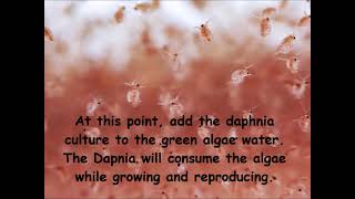 Daphnia  How to grow daphnia in your home [upl. by Brynn]