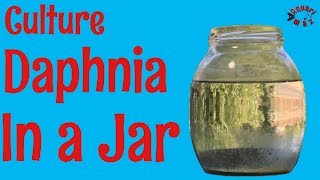 How to Culture Daphnia in a Jar [upl. by Idette]