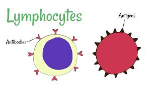 Cell Defence Lymphocytes and Phagocytes [upl. by Killarney]