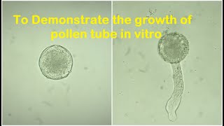 Pollen tube growth experiment [upl. by Sands]