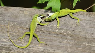 An Epic Lizard Anoles Fight [upl. by Onitsirc987]