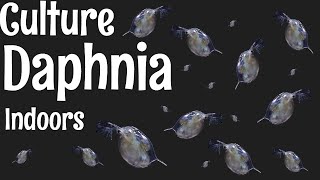 How to Culture Daphnia [upl. by Bozuwa]