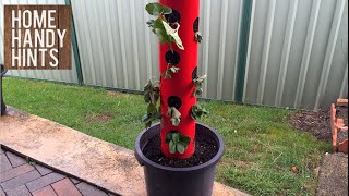 How to make a Strawberry  Herb Tower [upl. by Andel961]