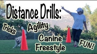 Distance Drills Dog Agility Training [upl. by Icram]