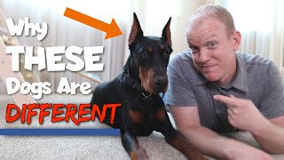 6 Ways Dobermans Are Different From Other Dogs [upl. by Nunnery781]