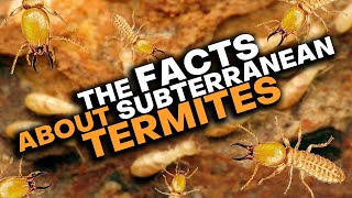 Subterranean Termites What You Need To Know [upl. by Camfort]