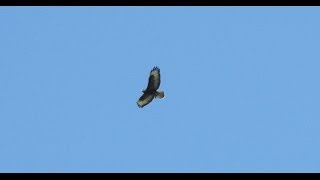 Common Buzzard Hovering and Attacking Prey [upl. by Nnayr]